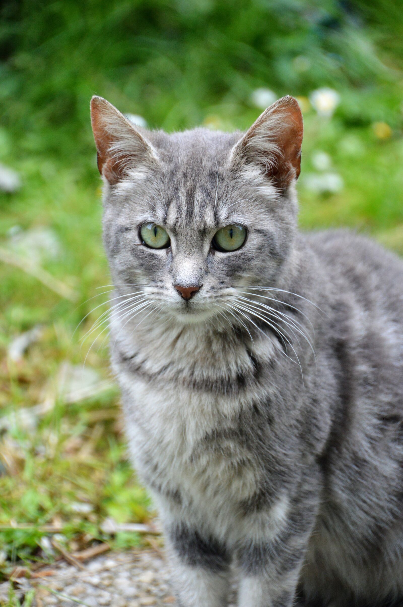 Nikon D3200 sample photo. Cat, feline, cute photography