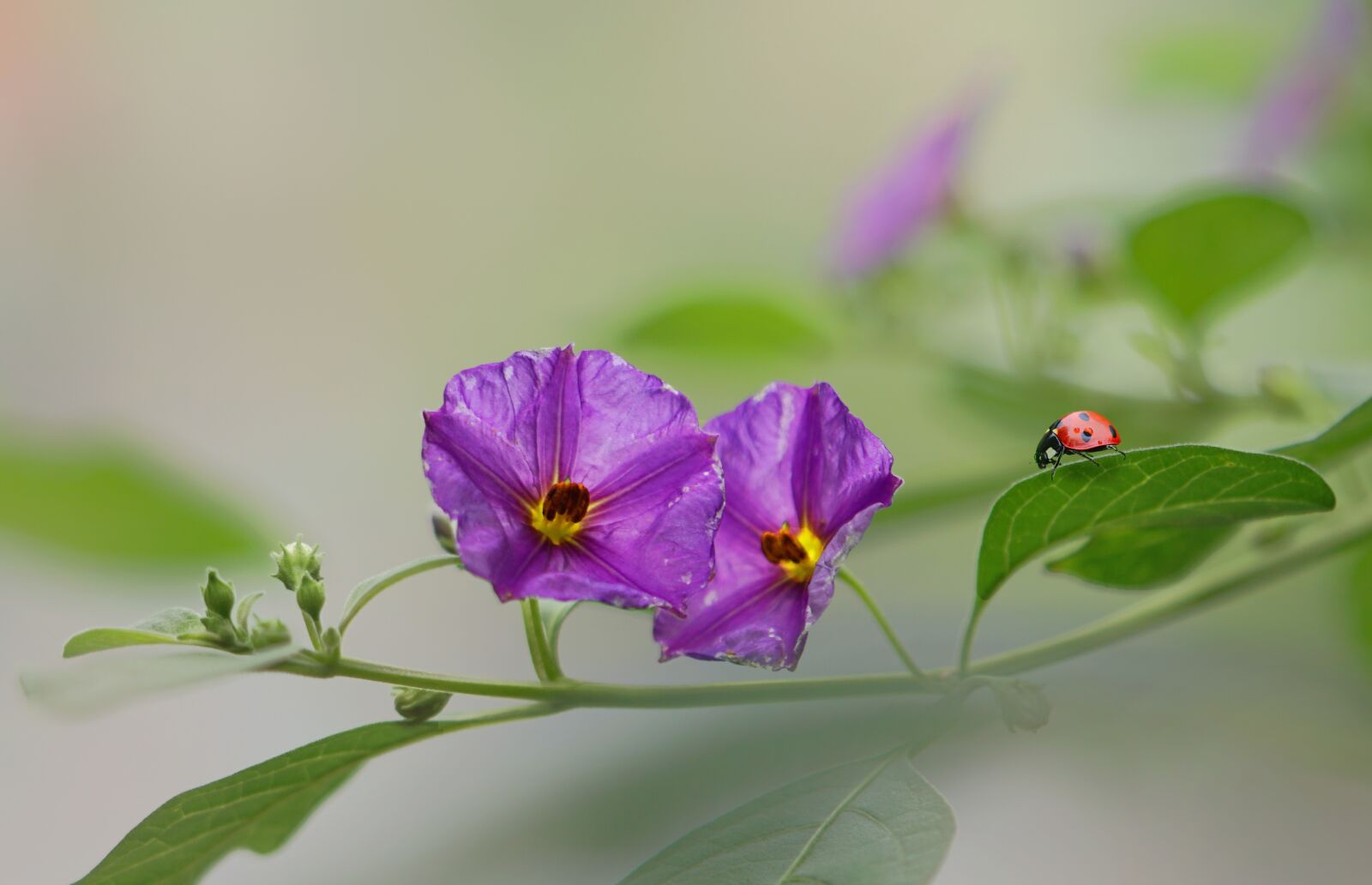 Sony a6300 sample photo. Flowers, ladybugs, nature photography
