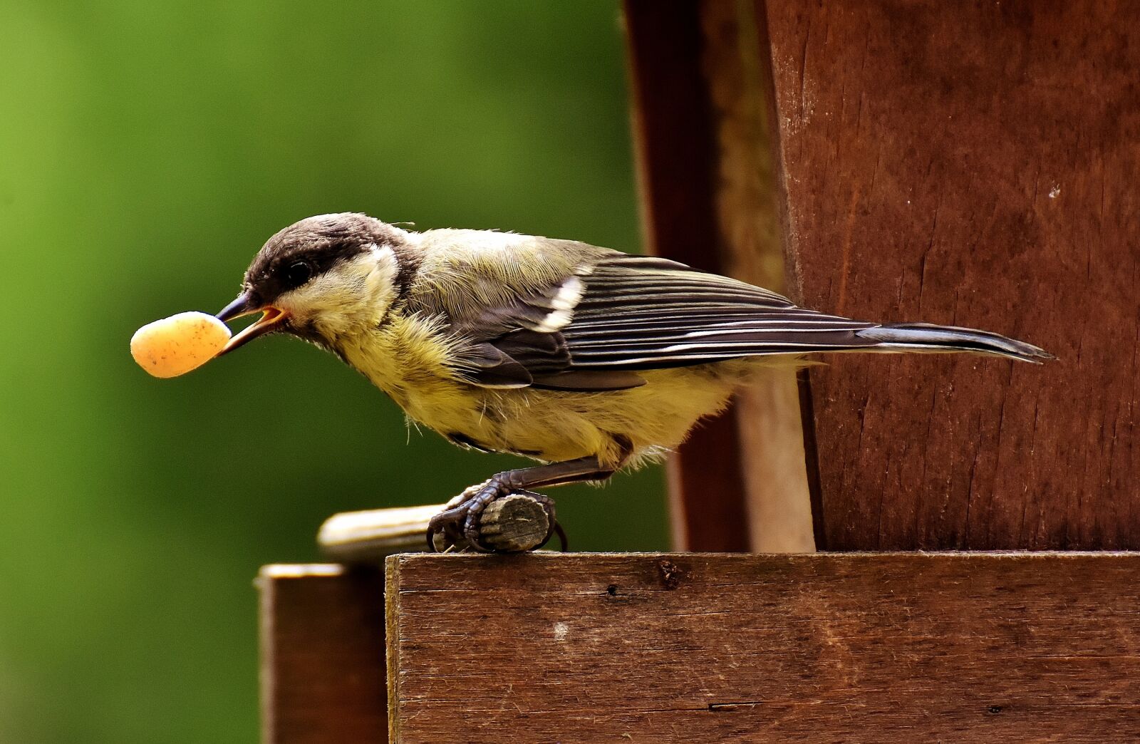 Nikon D7200 sample photo. Tit, food, peanuts photography
