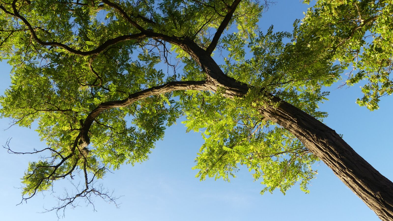 Panasonic Lumix DMC-FZ300 sample photo. Wood, sky, foliage photography