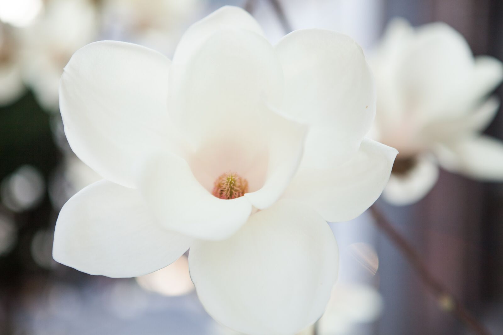 Canon EF 24-70mm F2.8L USM sample photo. Magnolia, white magnolia, flowers photography