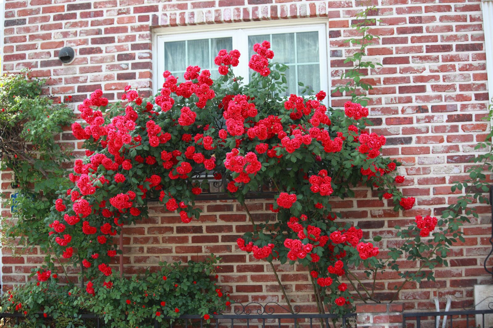 Canon EOS 5D Mark II sample photo. Flowers, brick, garden photography