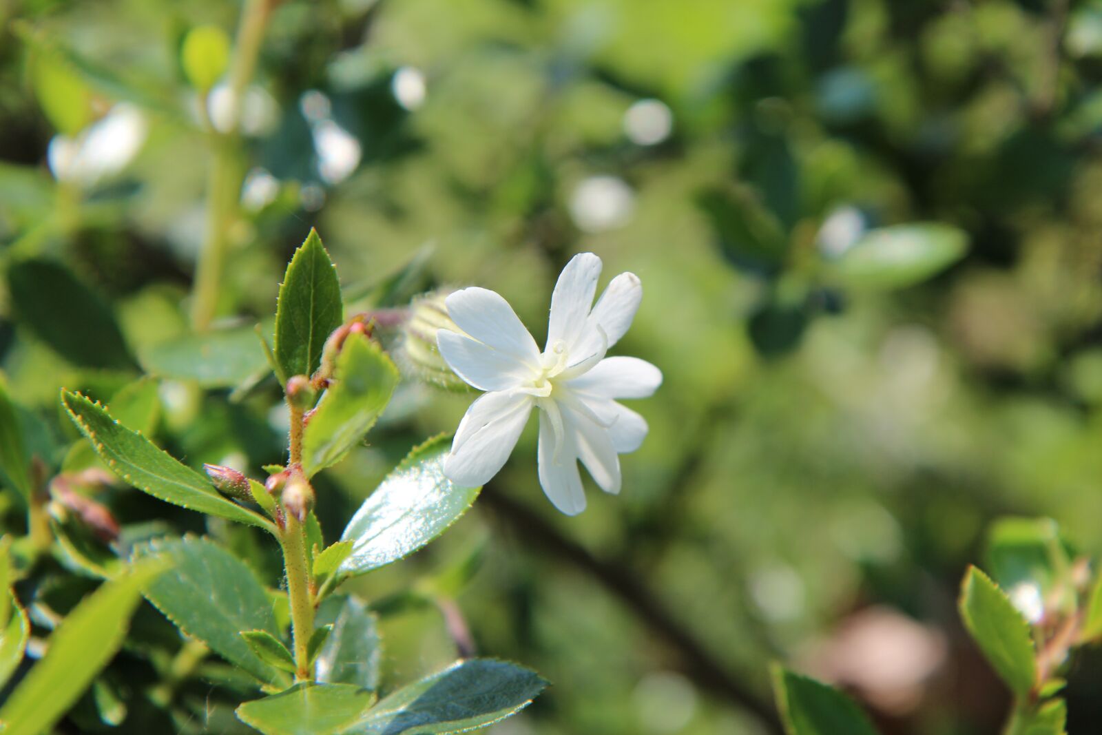 Canon EOS 600D (Rebel EOS T3i / EOS Kiss X5) sample photo. White flower, wild flower photography