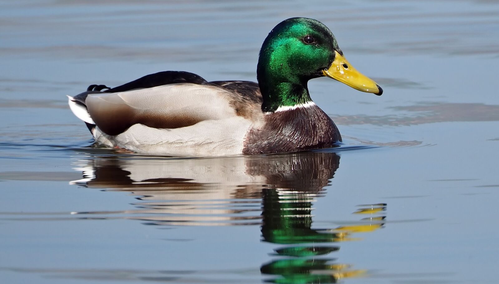 Olympus OM-D E-M1 sample photo. Wild duck, males, drake photography