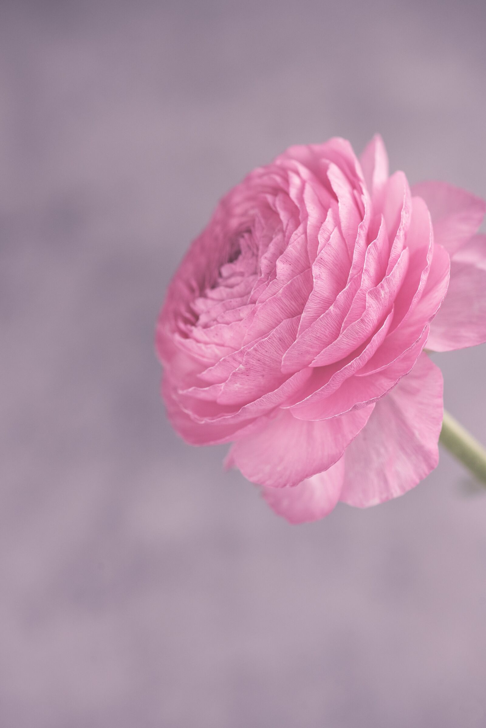 Nikon D750 sample photo. Ranunculus, pink, flower photography