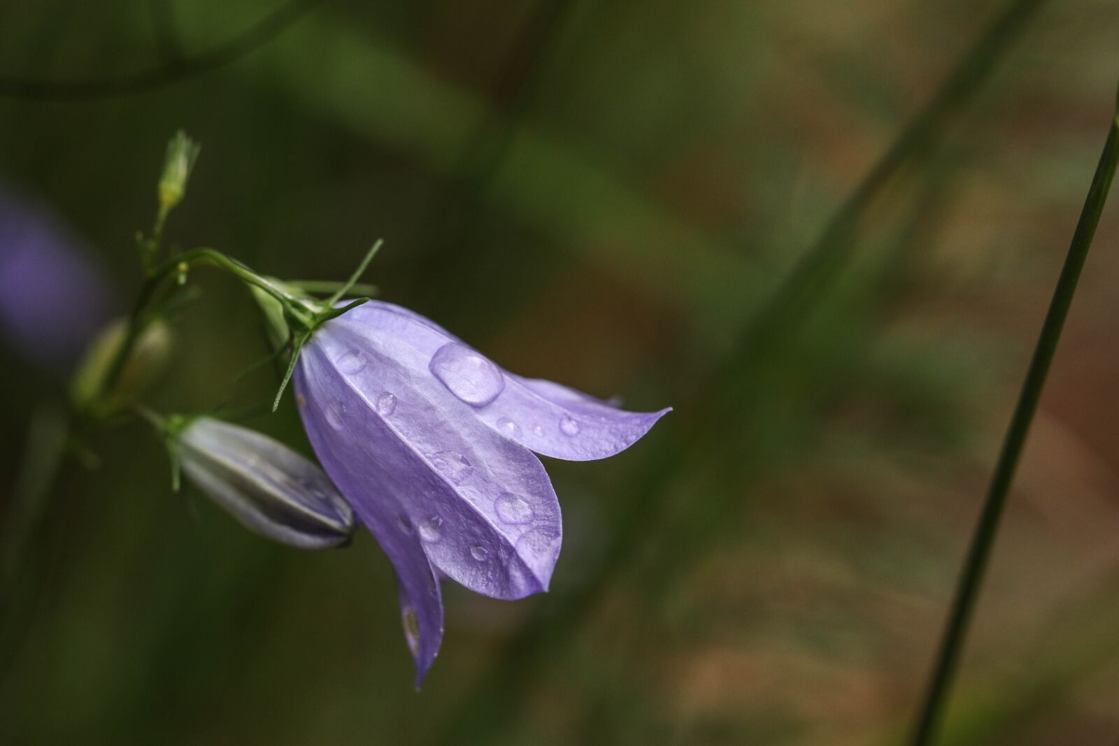 Canon EOS 7D Mark II sample photo. Wild flower, flower, raindrop photography