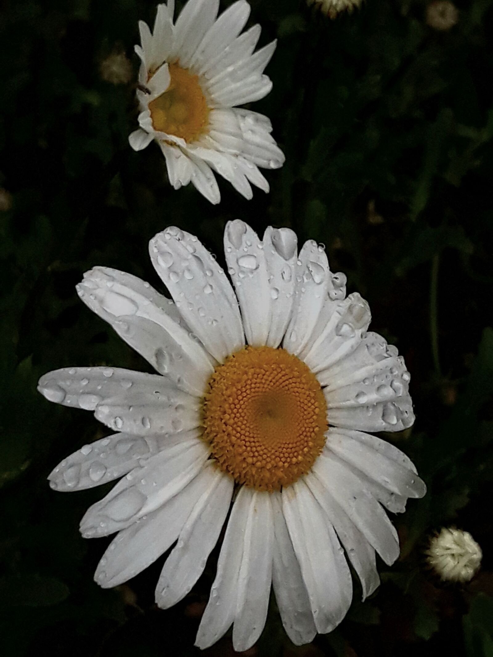 Samsung Galaxy J7 sample photo. Daisy, richmond, spring photography