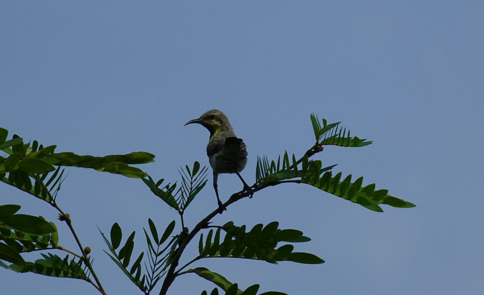 Sony DSC-WX800 sample photo. Bird, purple sunbird, cinnyris photography