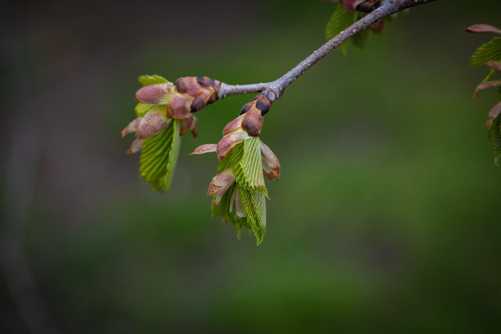 Nikon D750 sample photo. Branch, leaves, green photography