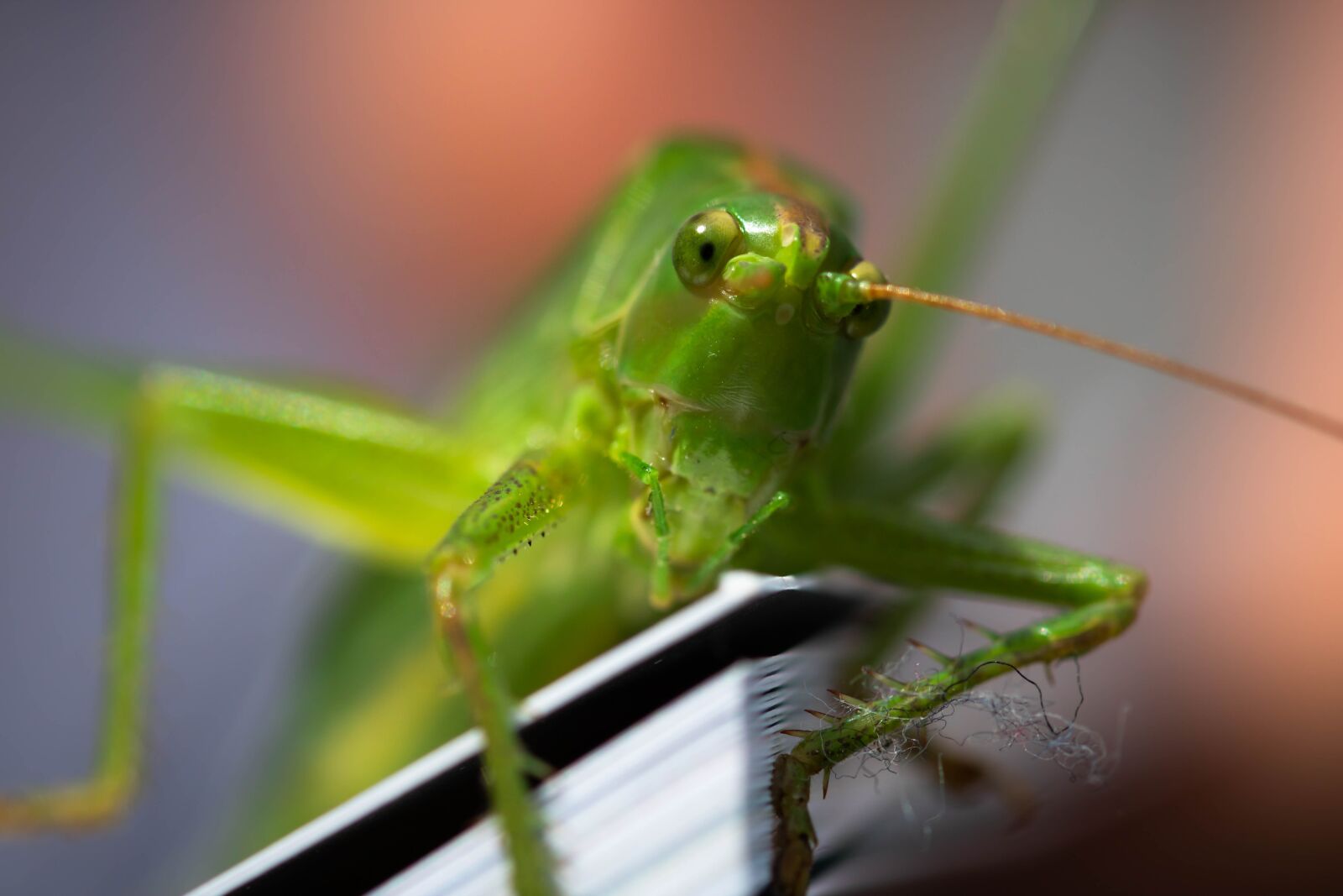 Canon EOS 750D (EOS Rebel T6i / EOS Kiss X8i) sample photo. Viridissima, grasshopper, macro photography