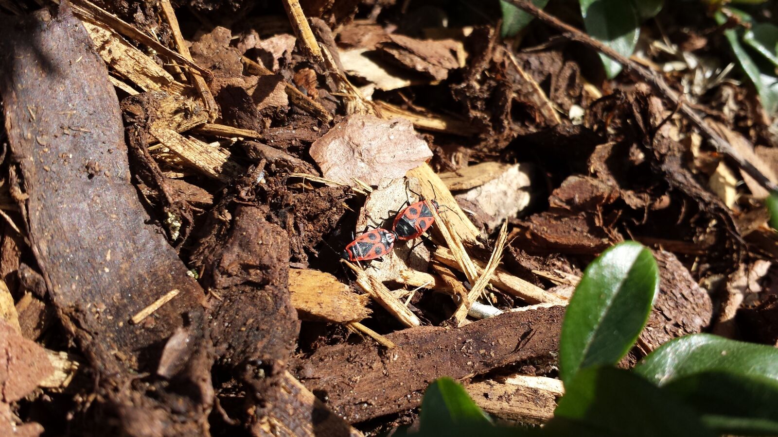 Samsung Galaxy S4 sample photo. Beetle, fire bugs, nature photography