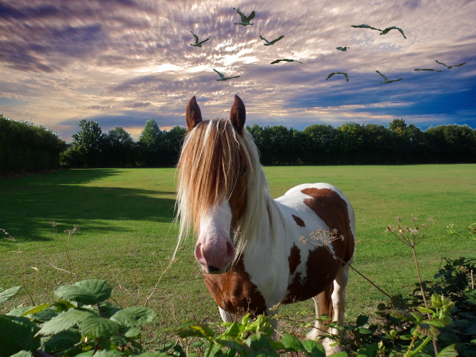Samsung PL120,PL121 / VLUU PL120,PL121 sample photo. Horse, sunset, animal photography