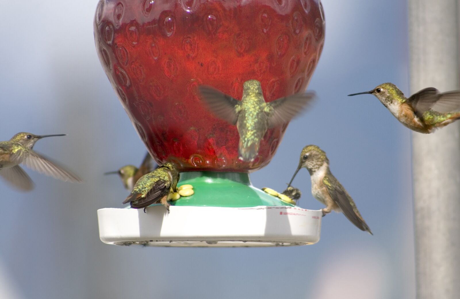 Canon EOS 30D sample photo. Hummingbirds, nature, bird photography