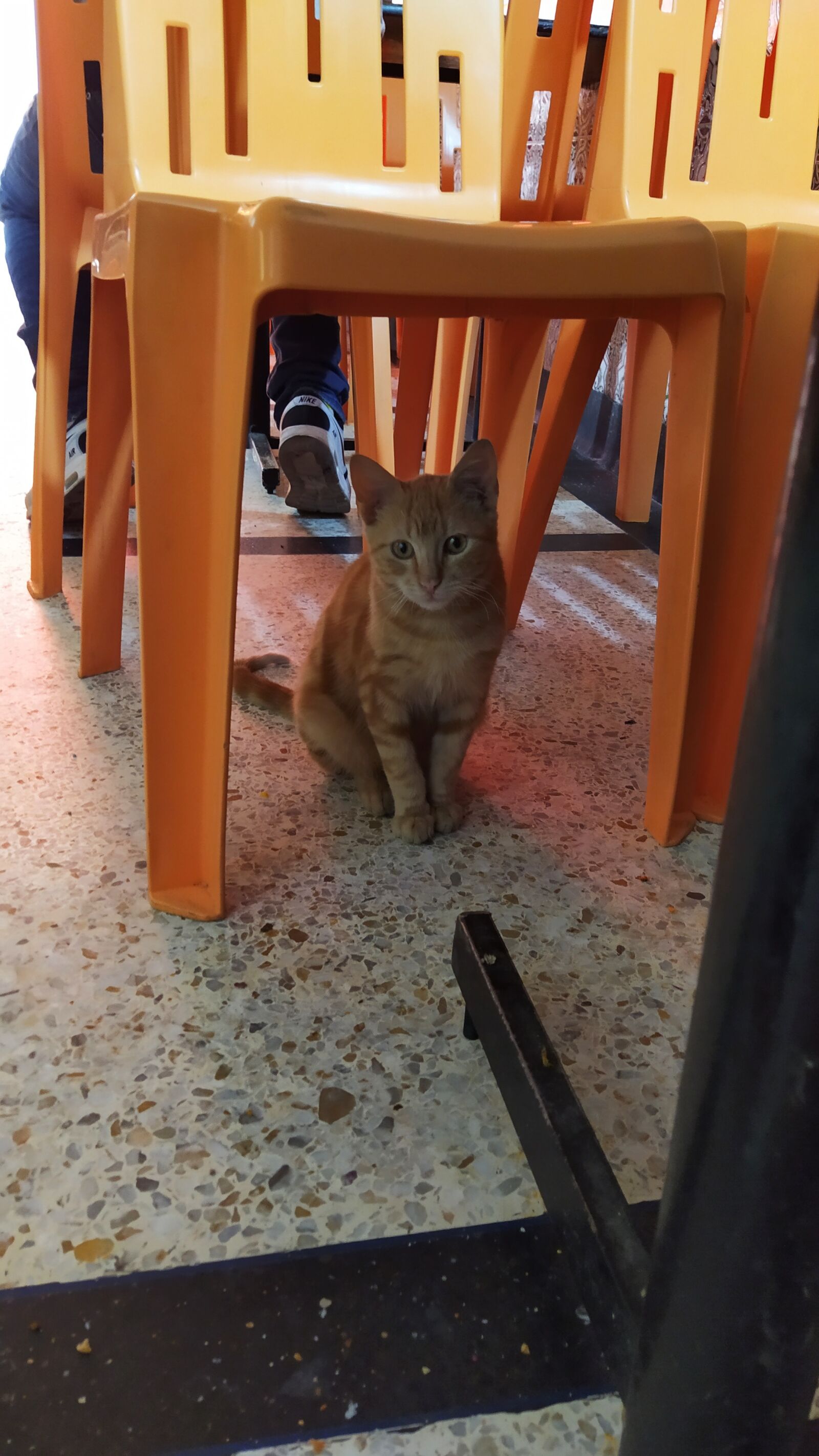 Xiaomi Redmi Note 7 sample photo. Cat, restaurant, chair photography