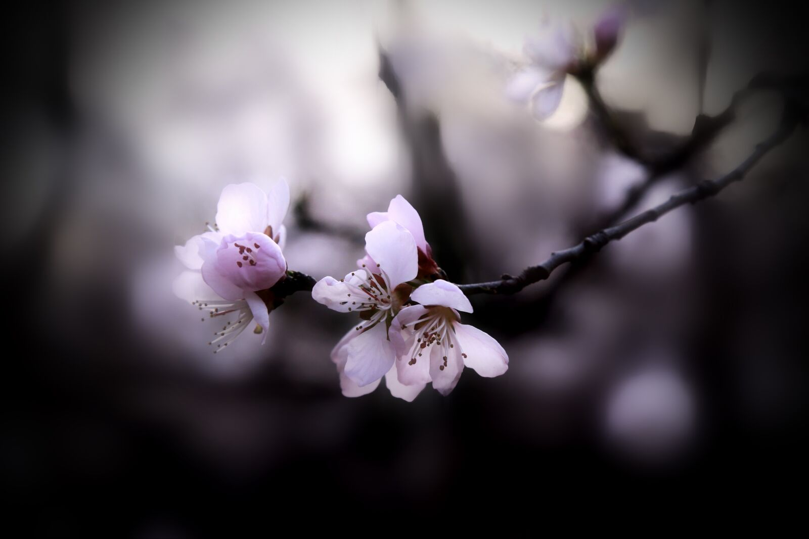 Canon EOS 6D + Canon EF 24-105mm F4L IS USM sample photo. Peach blossom, spring photography