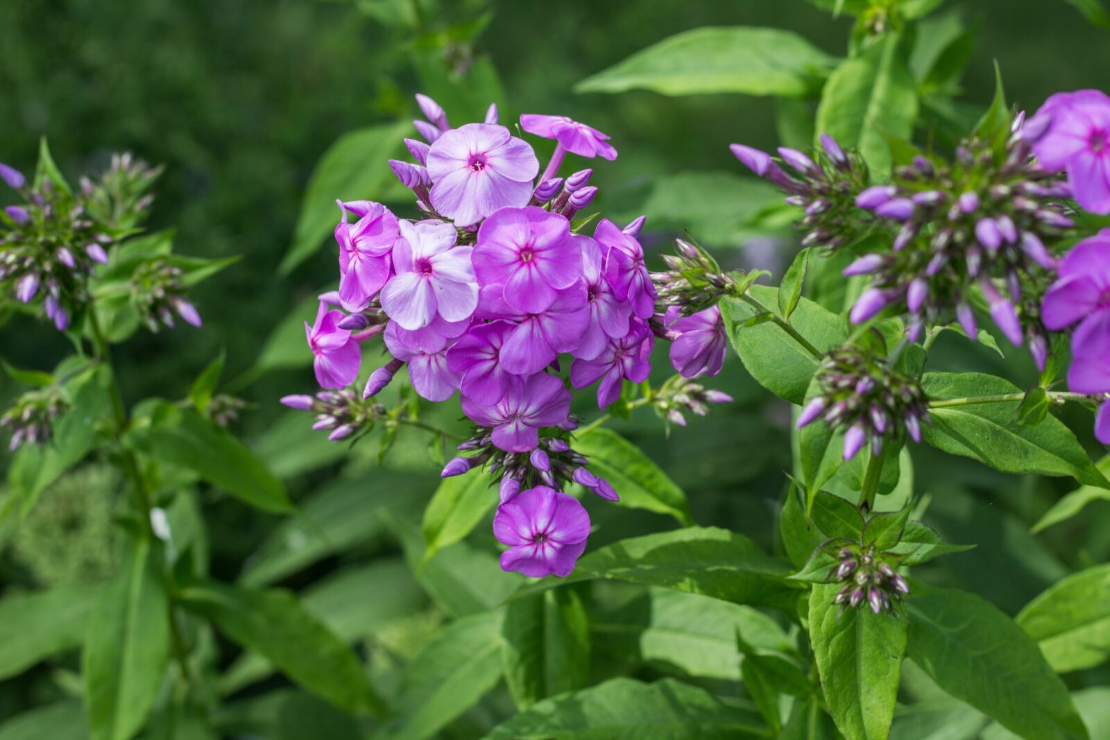 Canon EOS 1200D (EOS Rebel T5 / EOS Kiss X70 / EOS Hi) sample photo. Phlox, pink, purple photography