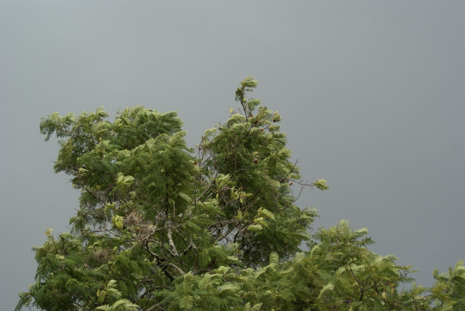 Sony Alpha DSLR-A100 sample photo. Sky, tree, storm photography