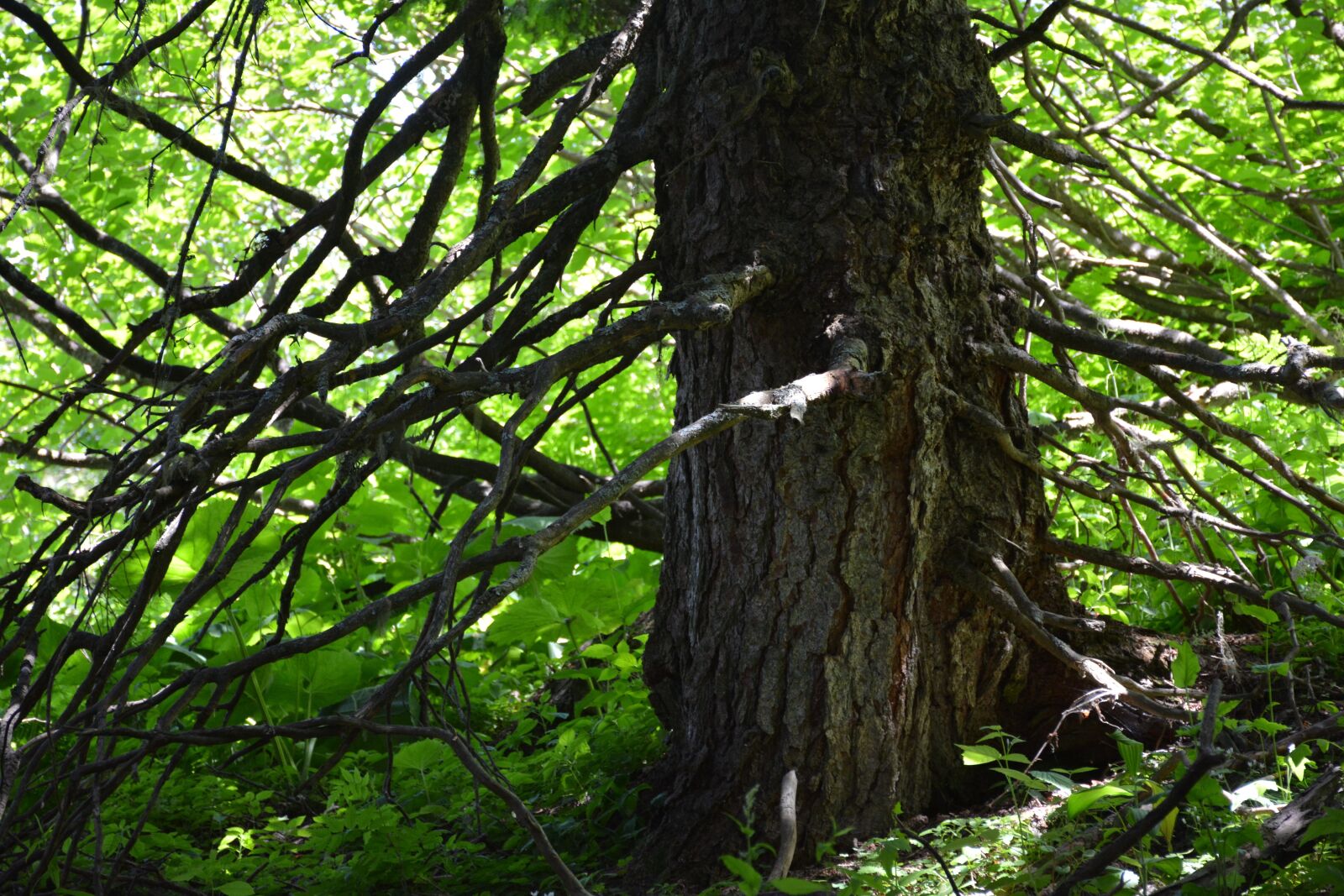 Nikon D5200 sample photo. Tree, nature, forest photography