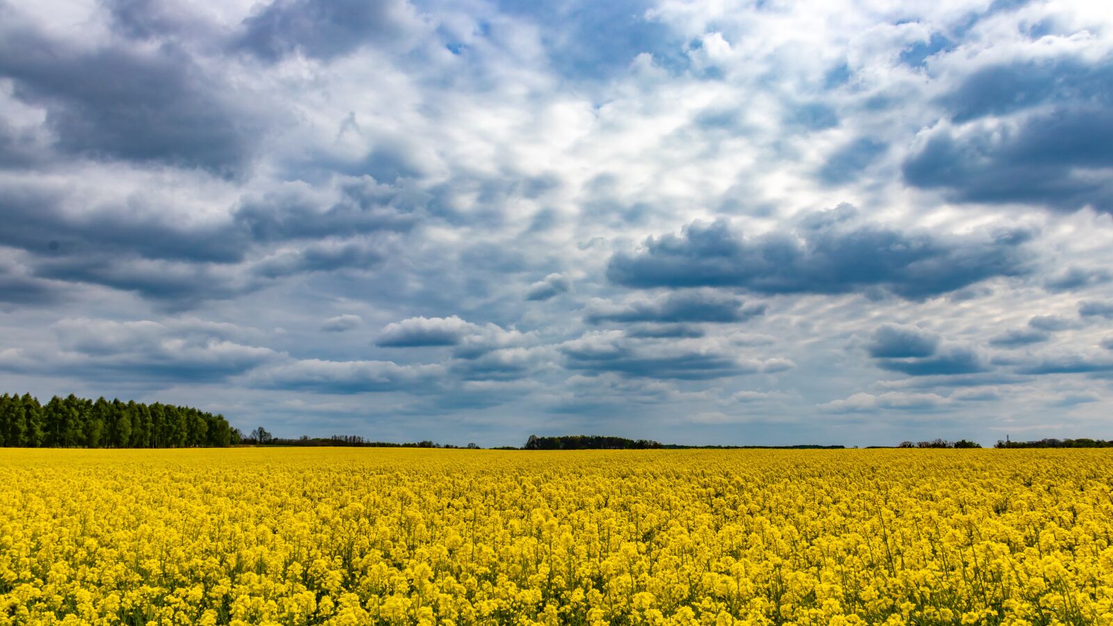 Canon EOS 80D sample photo. Clouds, field, rapeseed photography
