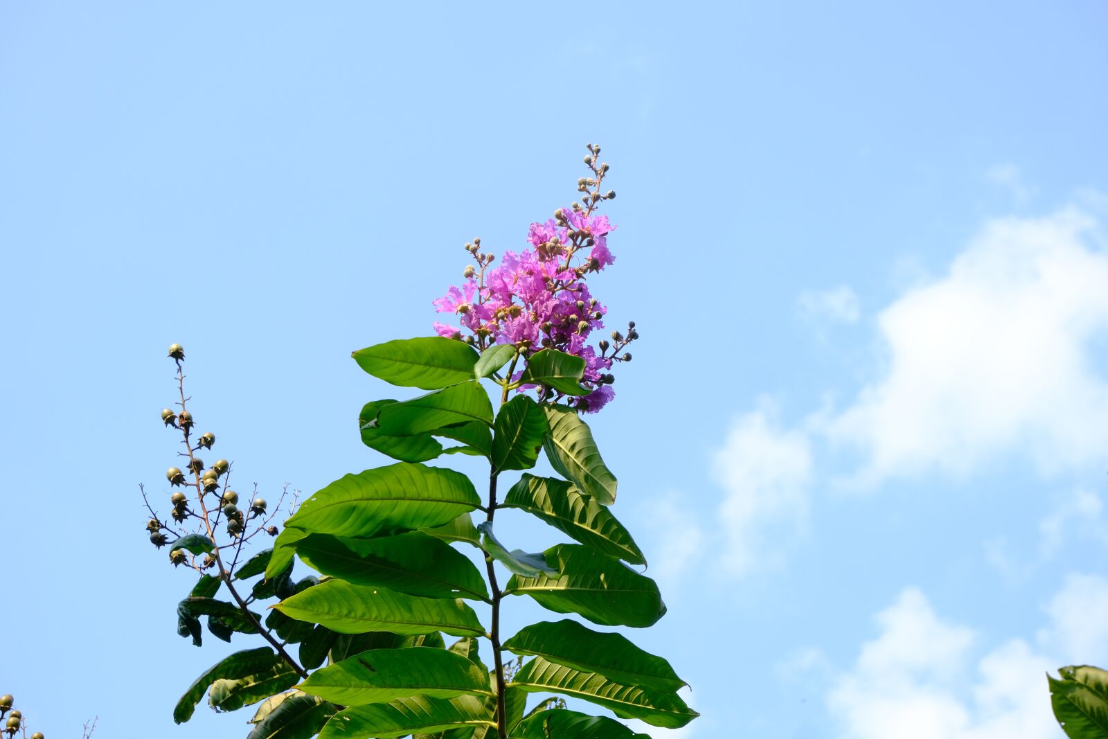 Fujifilm X-T30 sample photo. Flower, spring, sky photography