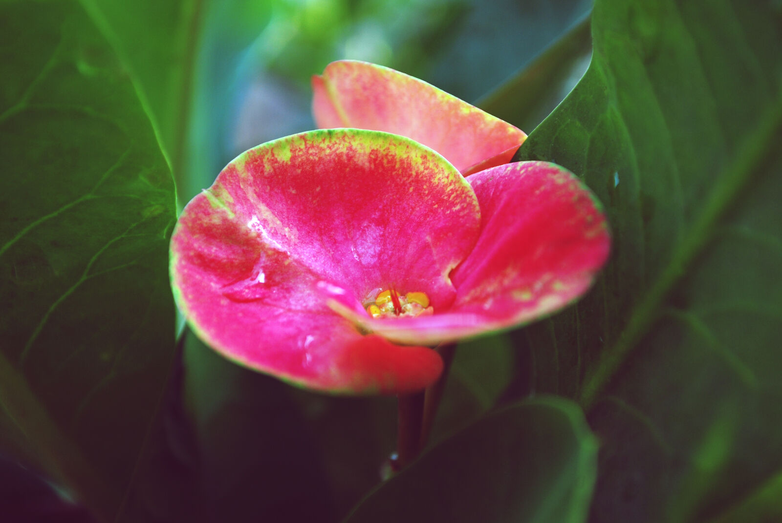 Nikon D60 sample photo. Beautiful, close, up, view photography