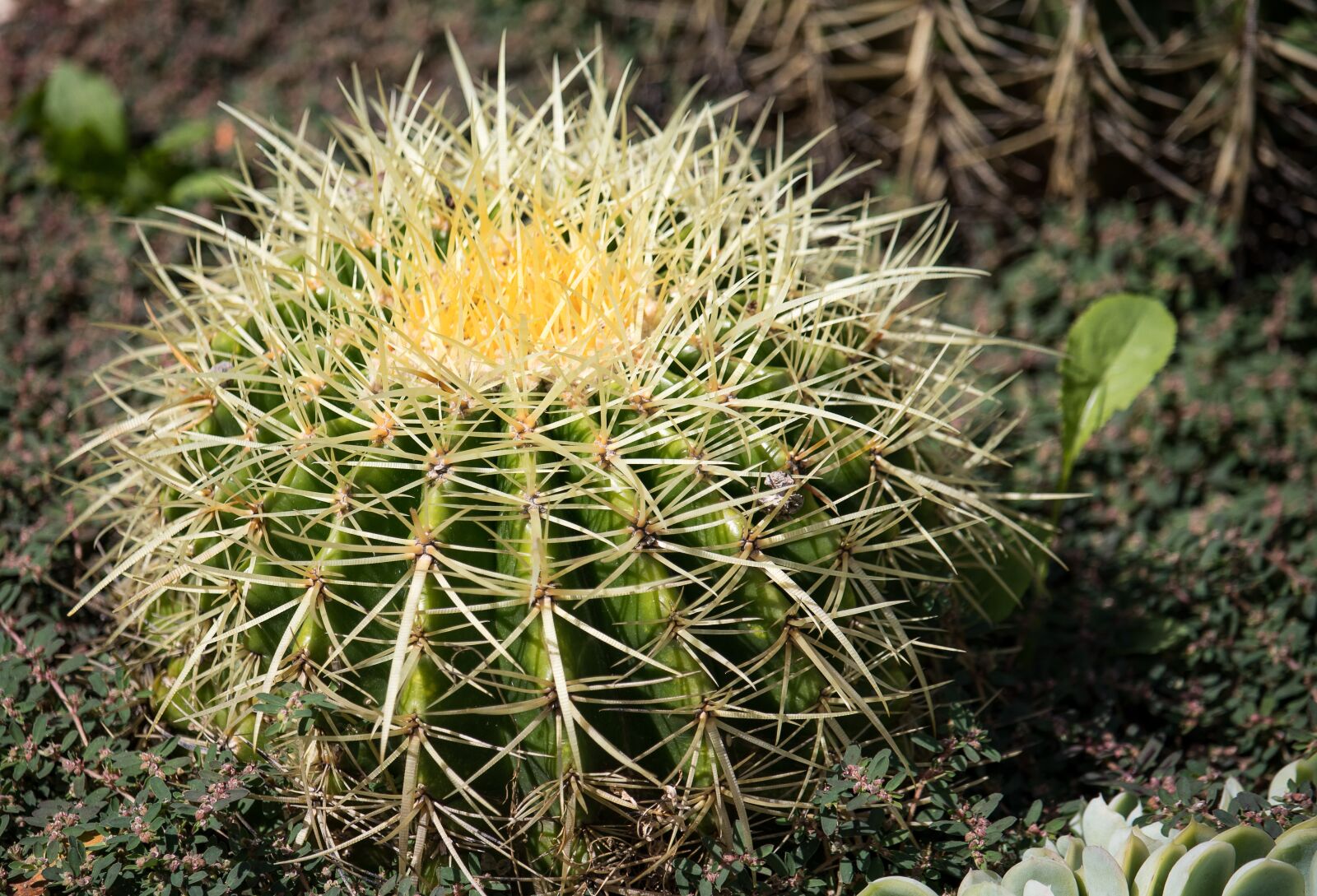 Canon EF-S 55-250mm F4-5.6 IS STM sample photo. Cactus, plant, green photography