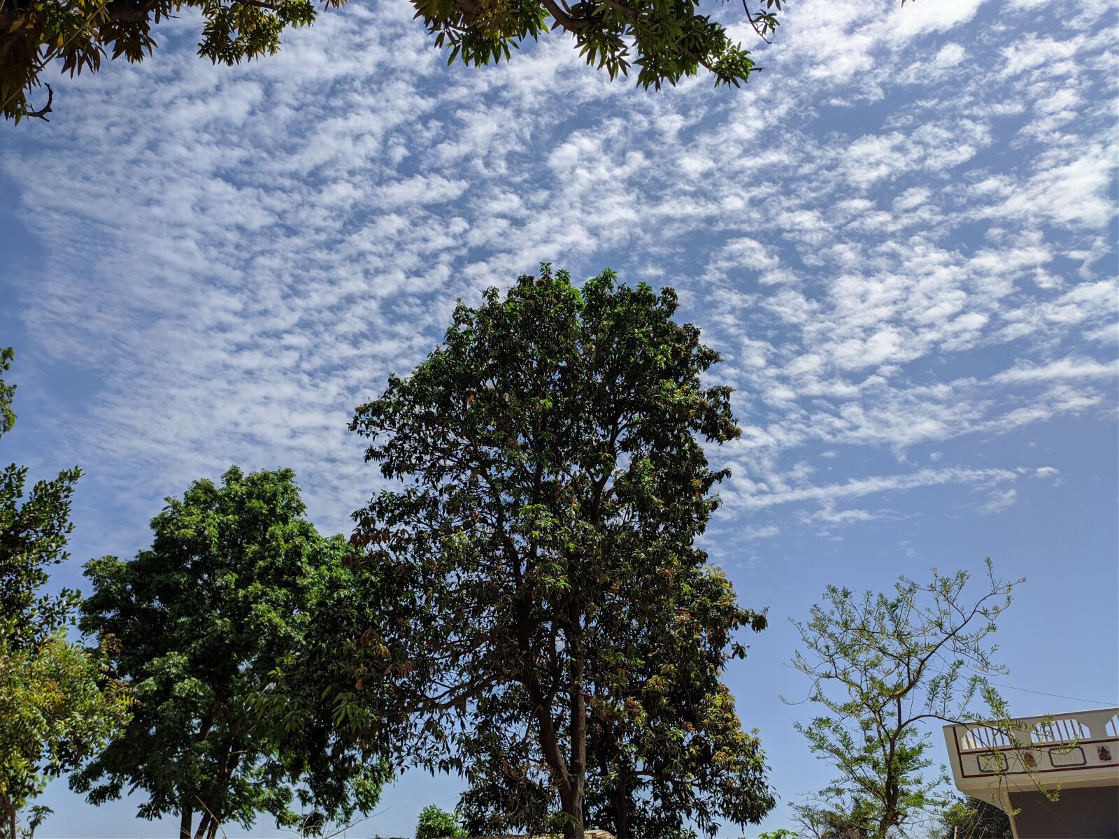Xiaomi Redmi K20 sample photo. Sky, tree, clouds photography