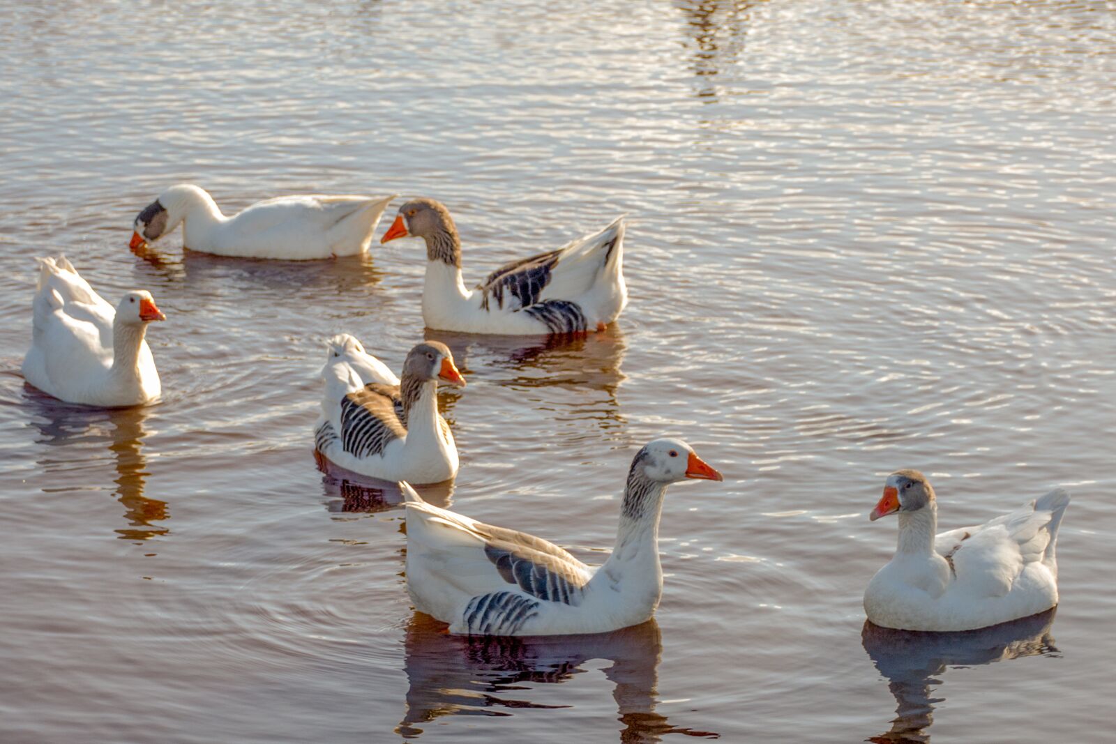 Nikon D7200 sample photo. Geese, bird, waterfowl photography