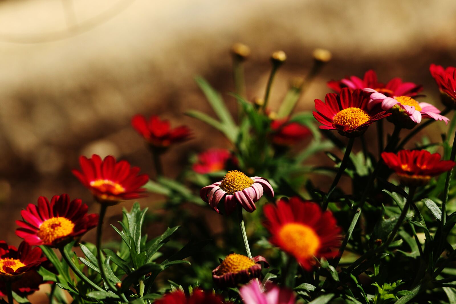 Canon EOS 7D Mark II sample photo. Flowers, summer flowers, garden photography