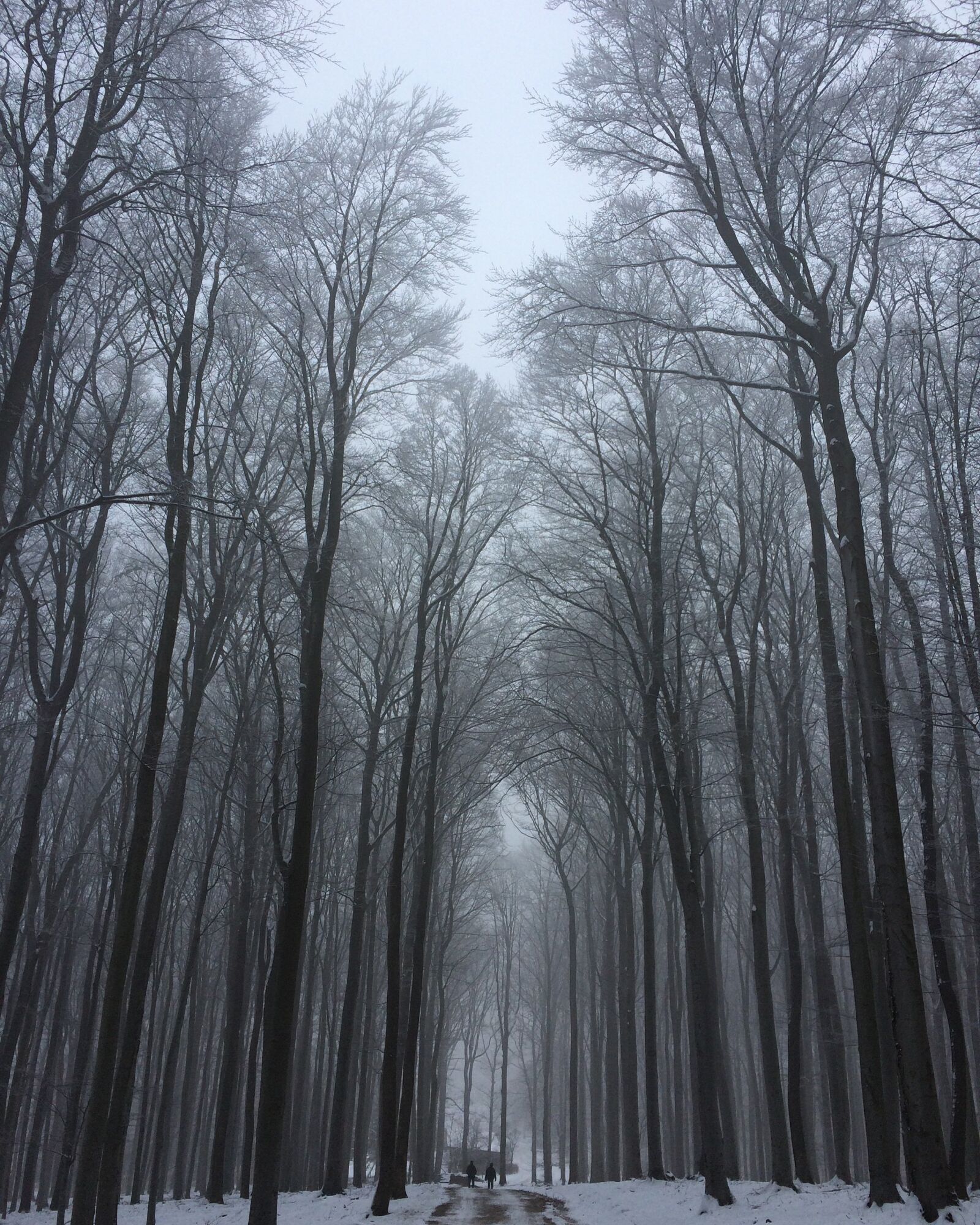 Apple iPhone 5s sample photo. Trees, winter, snow photography