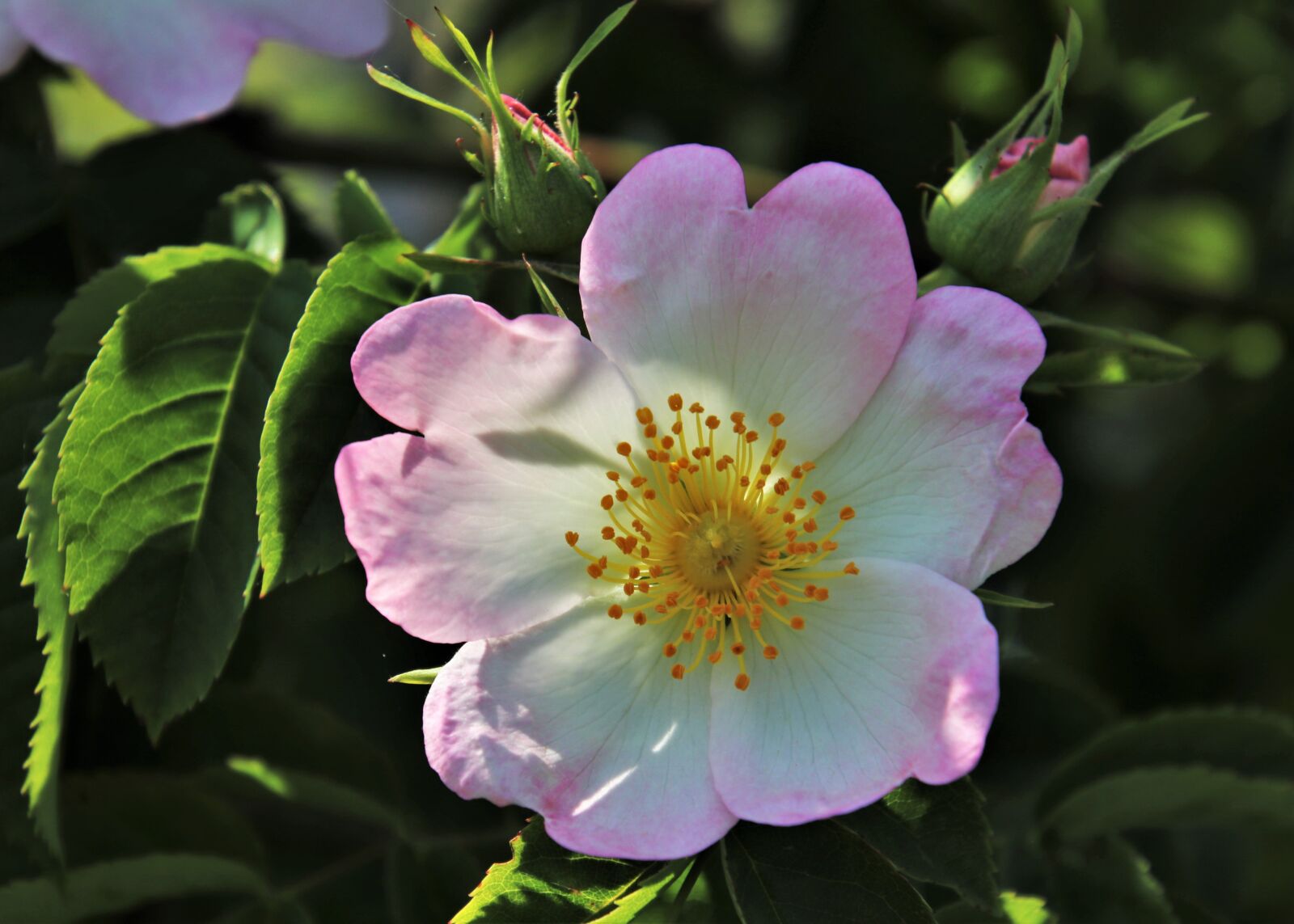 Canon EOS 80D sample photo. Wild rose, pink, rose photography