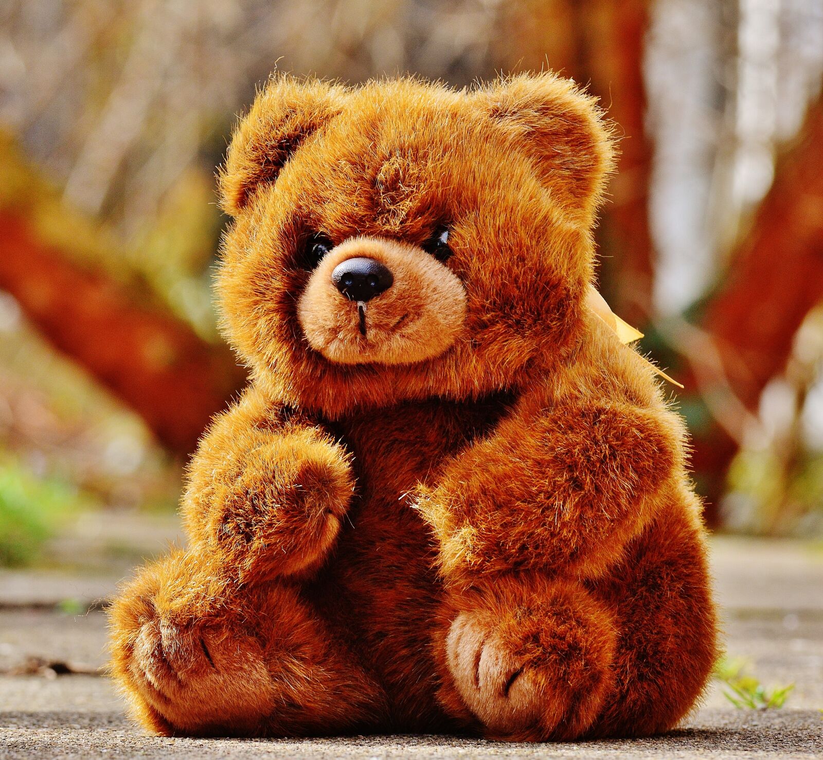 Nikon D3200 sample photo. Bear, teddy, soft toy photography