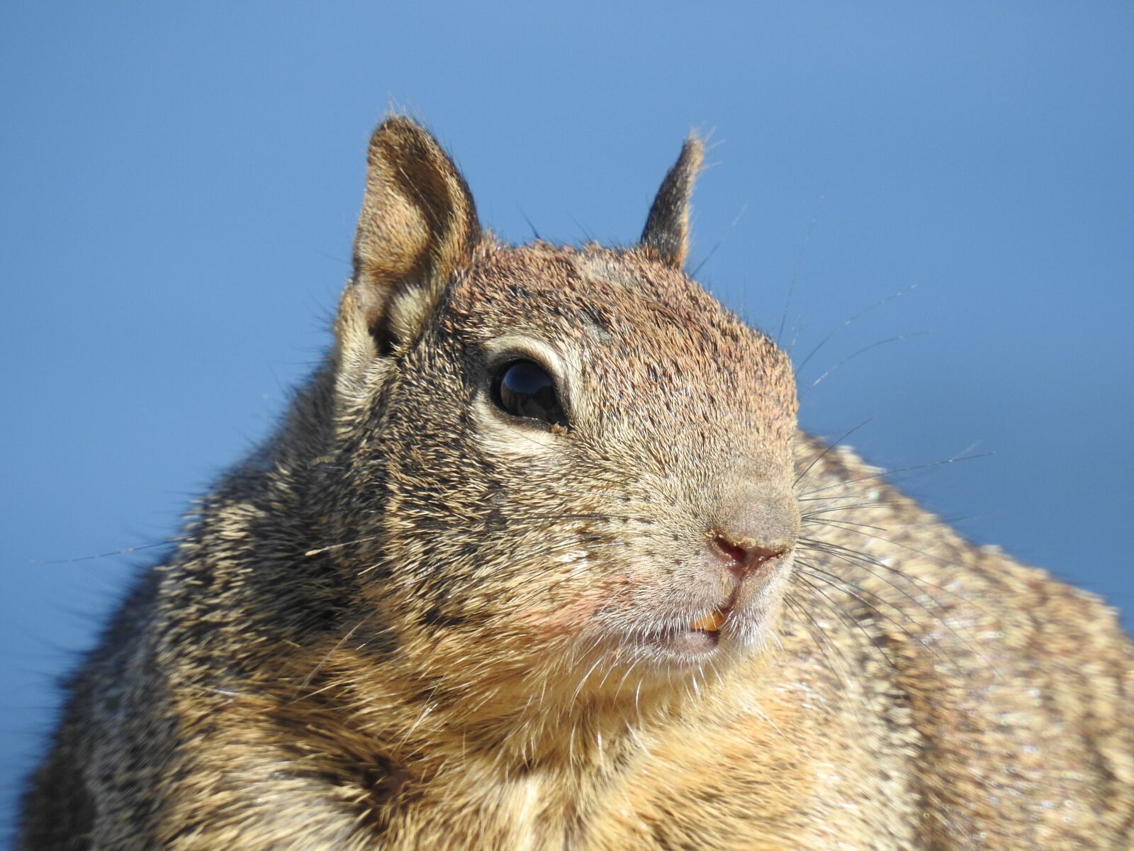Nikon Coolpix P900 sample photo. The land list, squirrel photography