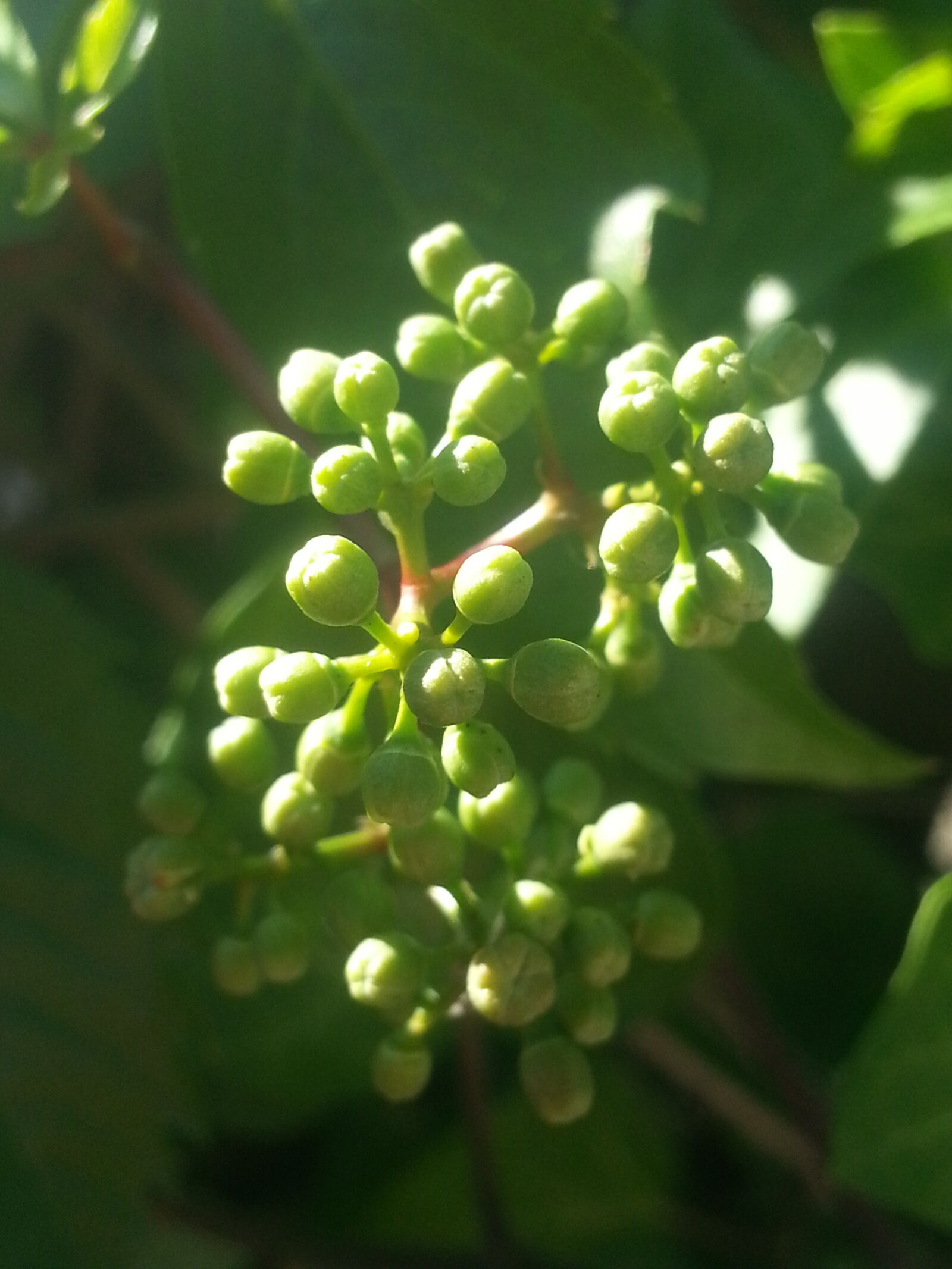 Samsung Galaxy Note2 sample photo. Green, new, spring photography