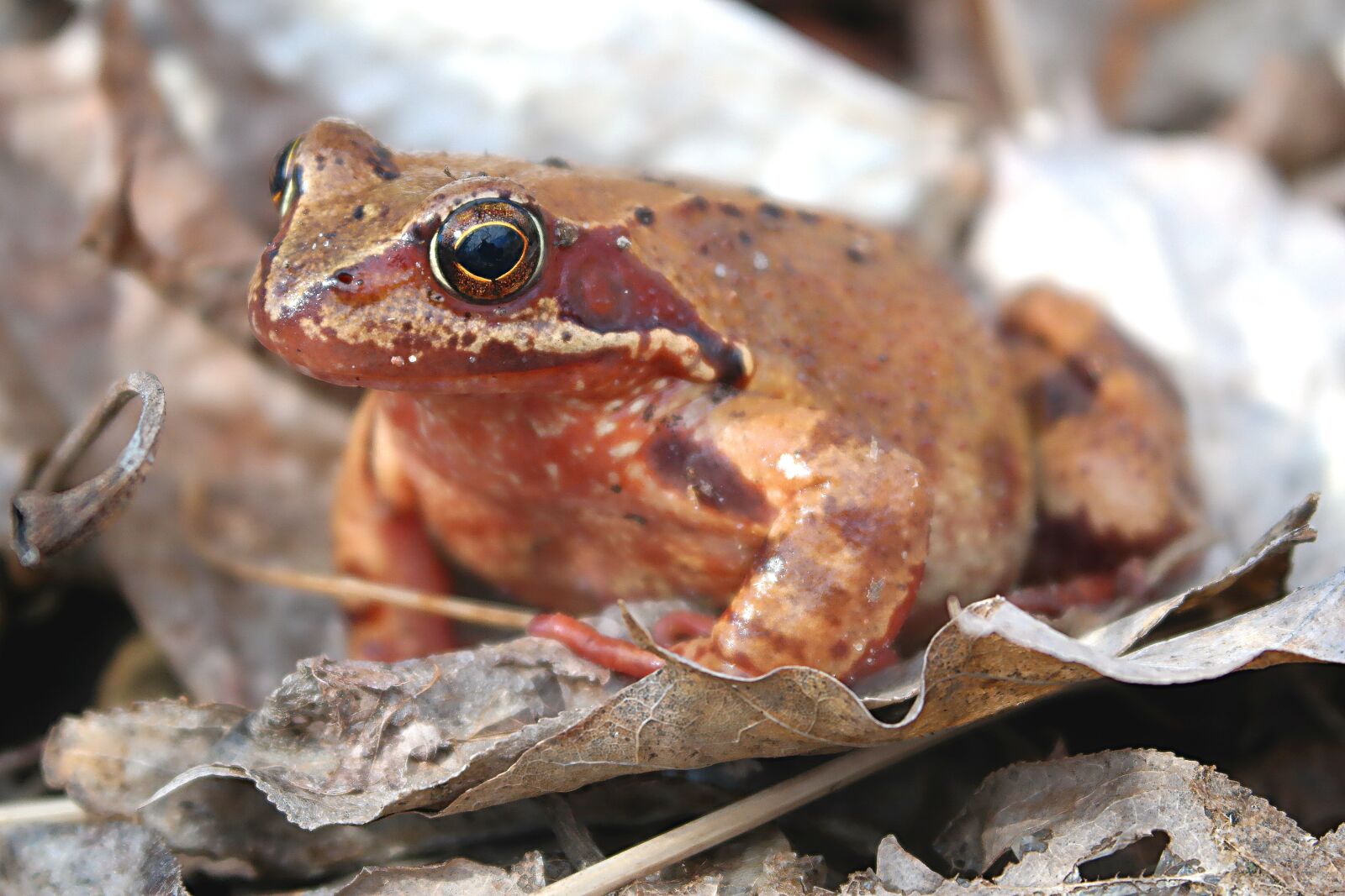 Samsung NX2000 sample photo. Nature, animals, amphibians bezogonowe photography