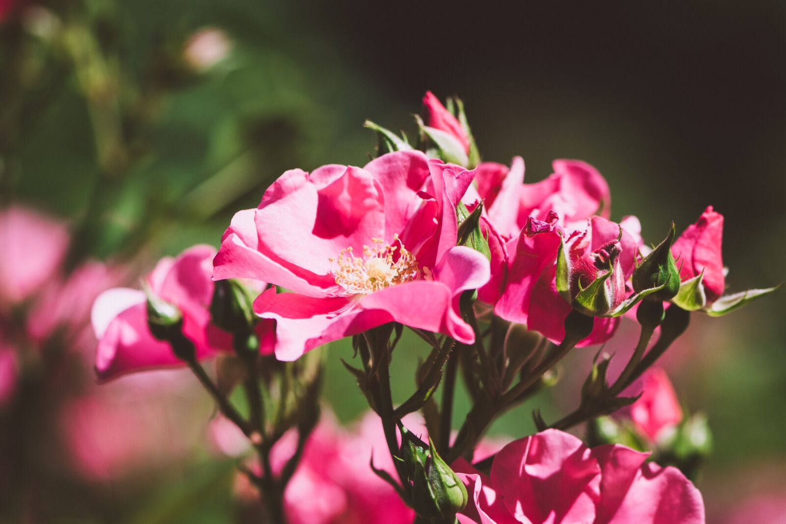 Nikon D7100 sample photo. Roses, flowers, pink roses photography
