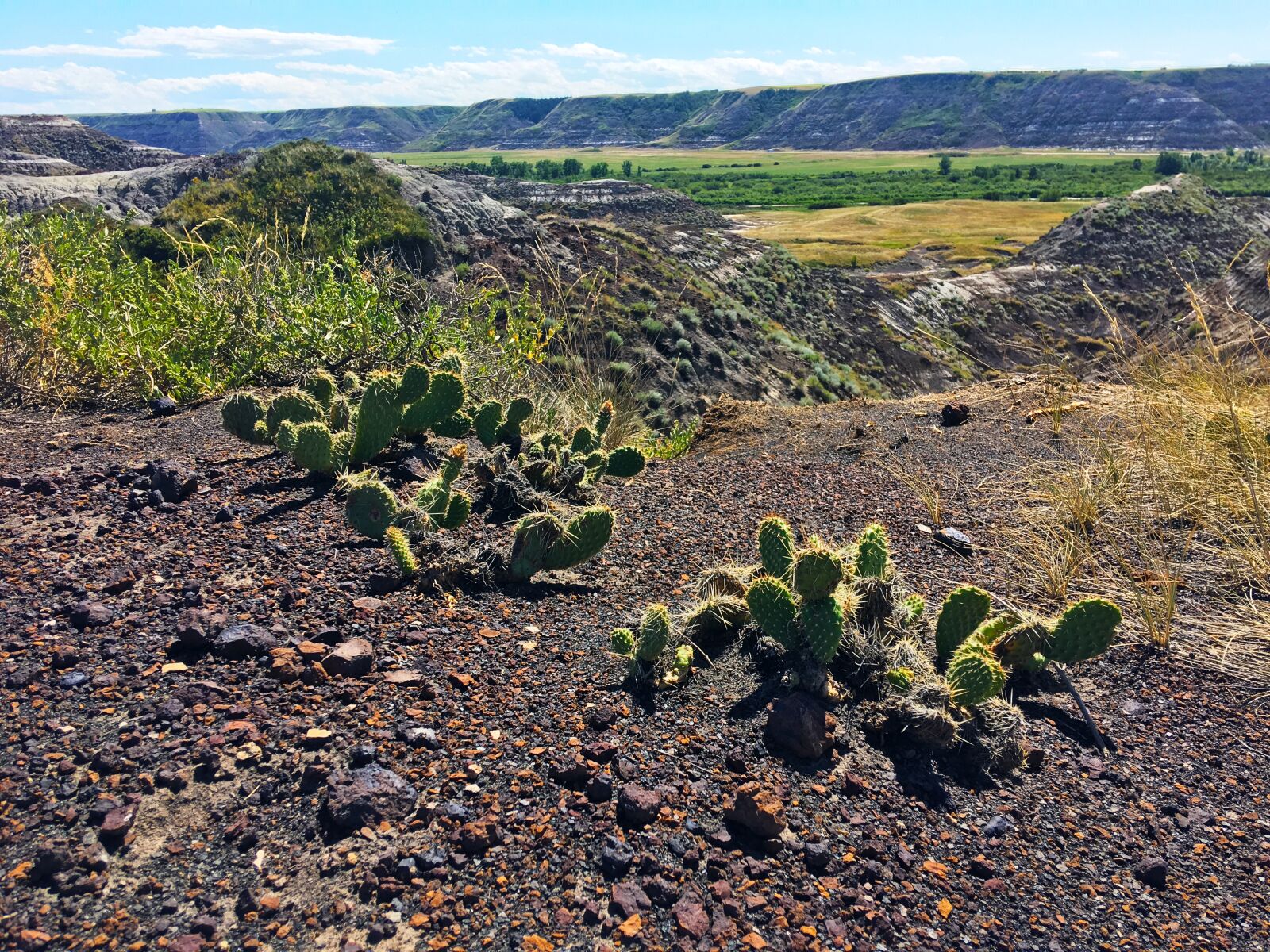 Apple iPhone 6s Plus sample photo. Nature, landscape, cactus photography