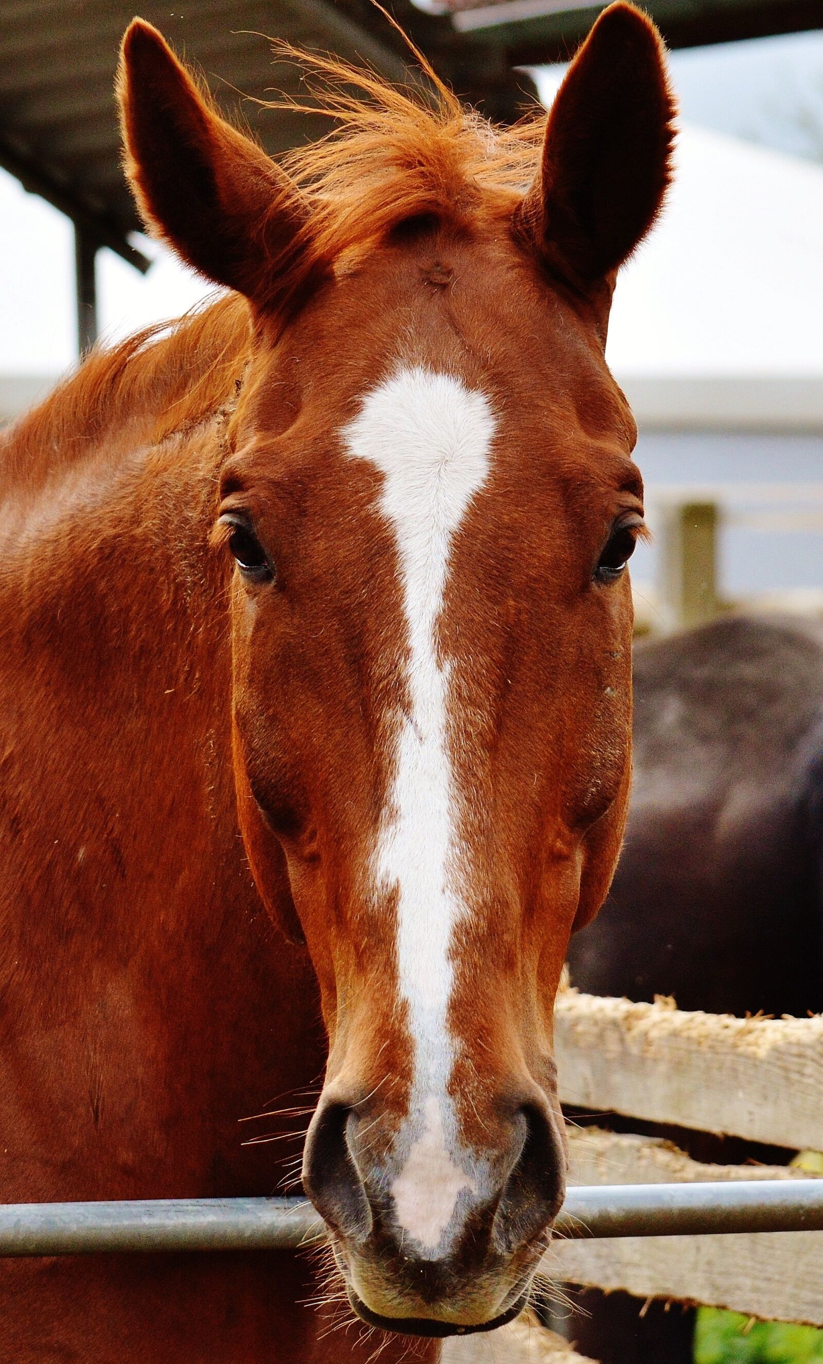 Nikon D3200 sample photo. Horse, animal, brown photography