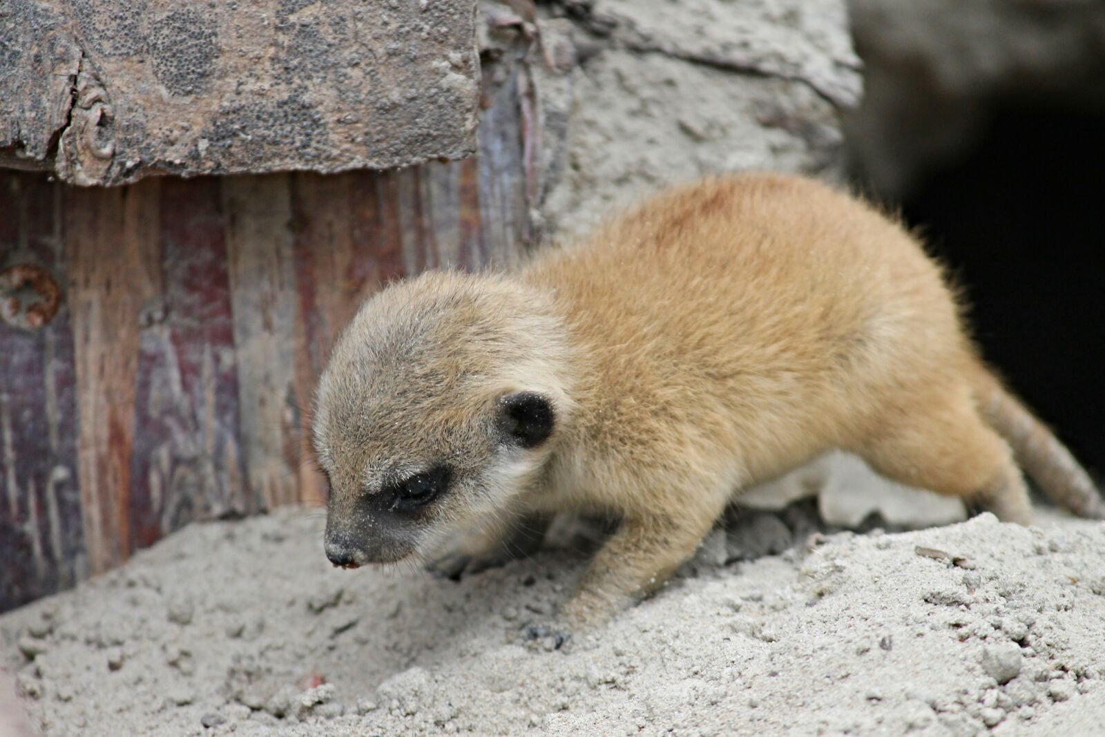 Canon EOS 1100D (EOS Rebel T3 / EOS Kiss X50) sample photo. Meerkat, young, young animal photography