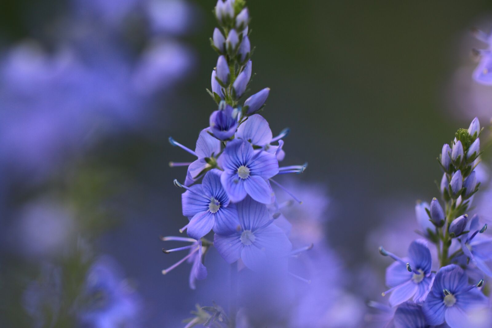 Canon EF 100mm F2.8L Macro IS USM sample photo. Flowers, blue, wild flower photography