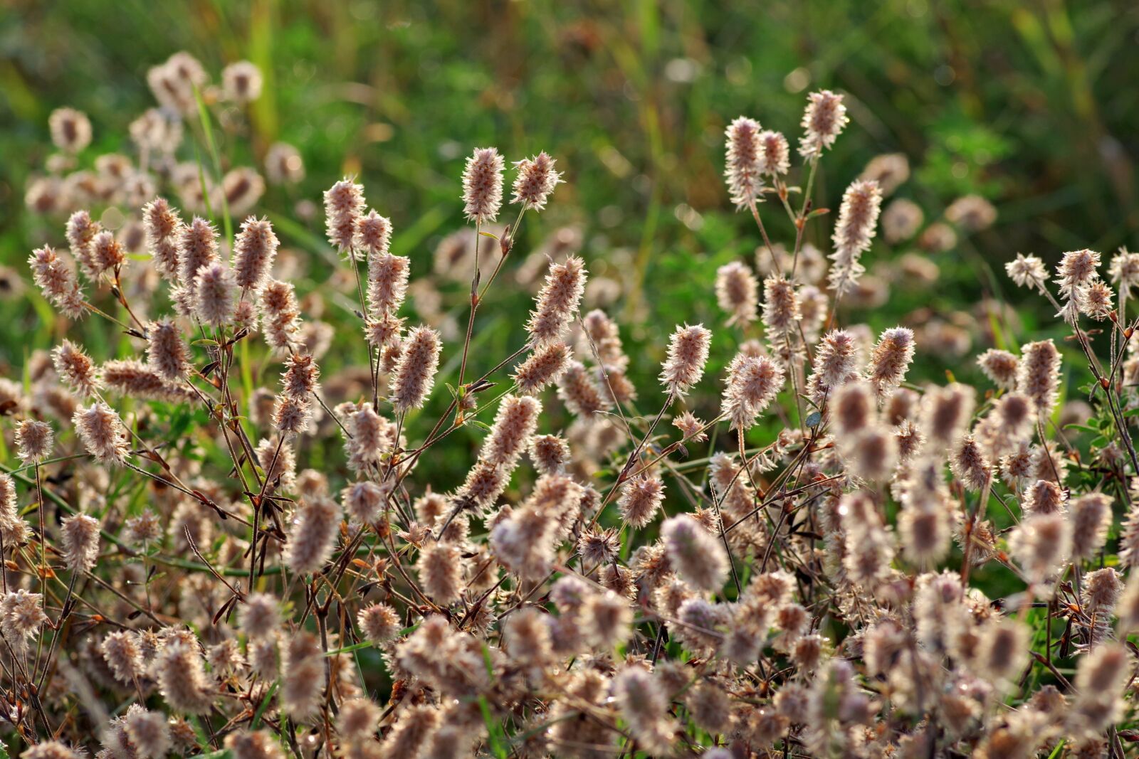 Pentax K-S2 sample photo. Fluffy, flowers, grass photography