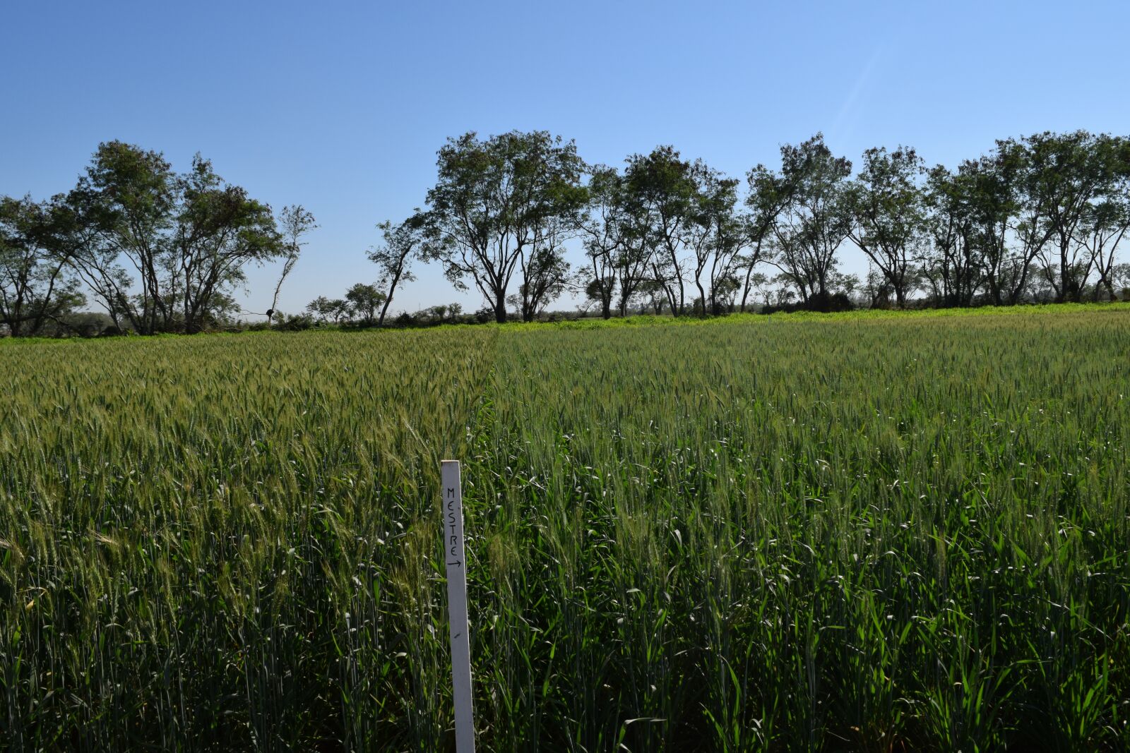 Nikon D3300 sample photo. Field, of, wheat photography