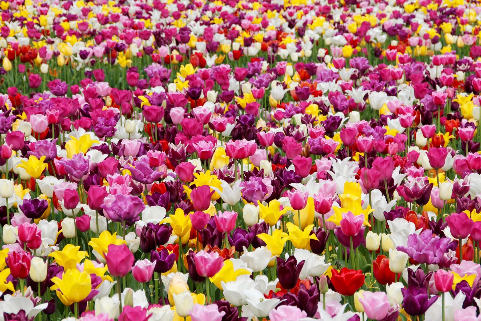 Canon EOS 60D sample photo. Tulips, flowers, tulip field photography