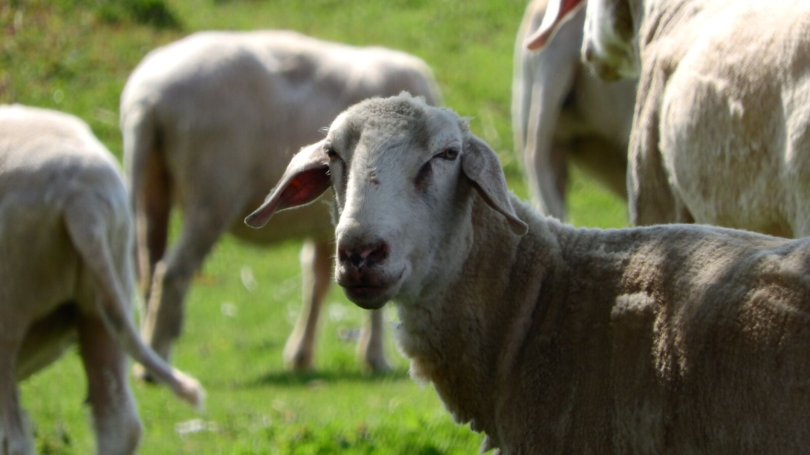 Nikon Coolpix P610 sample photo. Sheep, the animal on photography