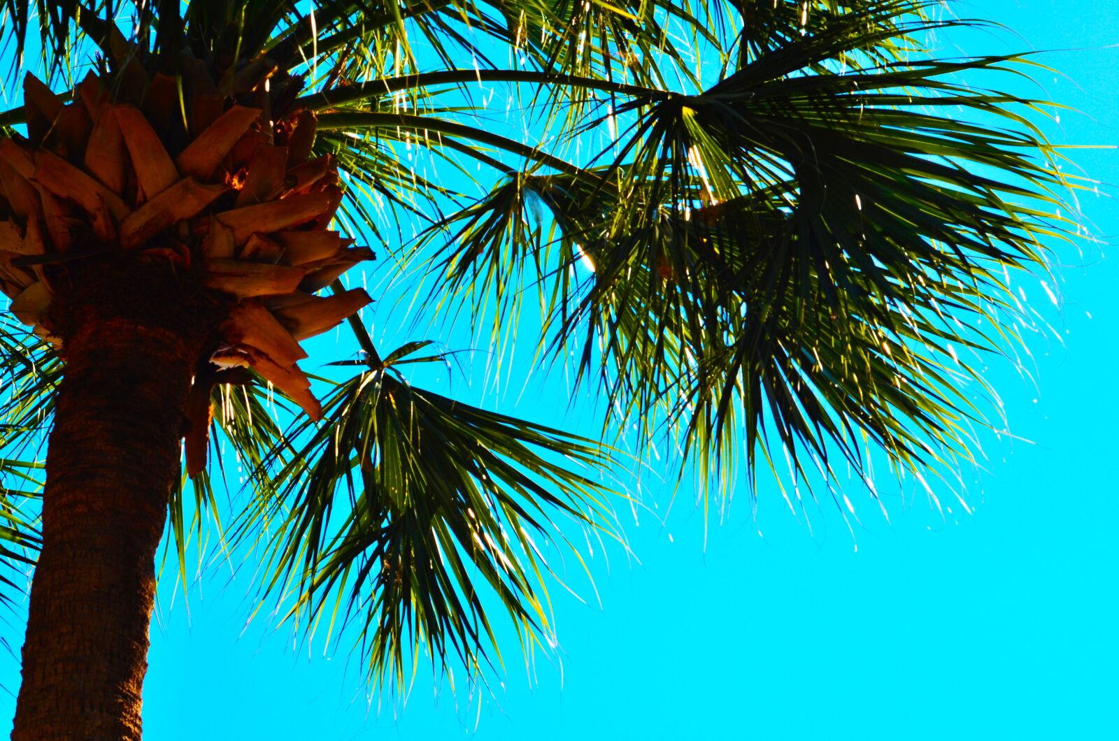 Nikon D5100 sample photo. Palm tree, blue sky photography