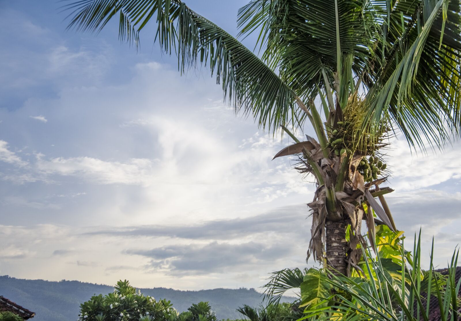 Nikon D5100 sample photo. Palm, sky, bali photography