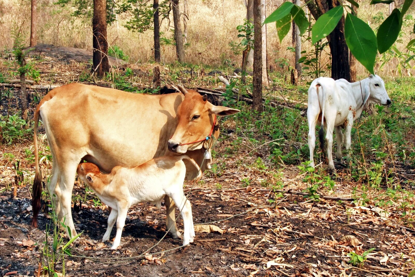 FujiFilm FinePix S200EXR (FinePix S205EXR) sample photo. Cow with calf, cattle photography