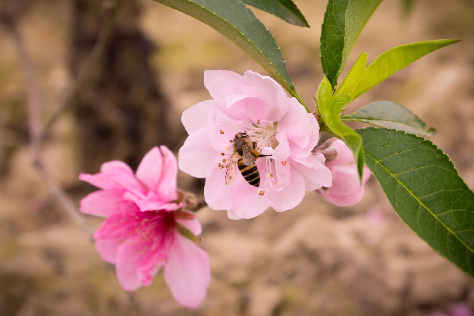 Nikon D7100 sample photo. Peach, spring, pastel photography