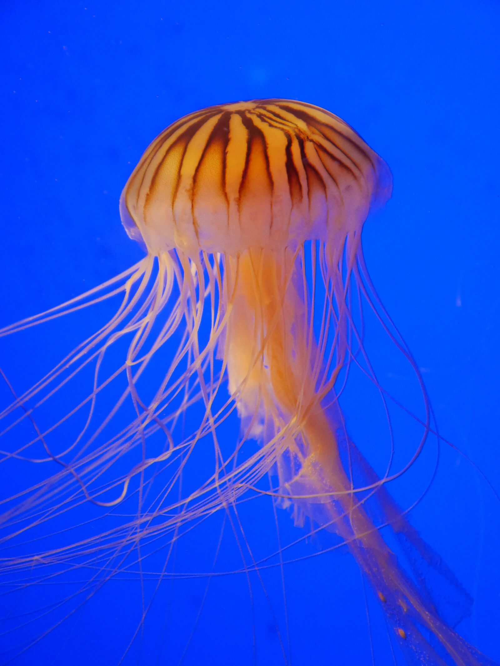 Panasonic Lumix DMC-GX7 sample photo. Jellyfish, marin, water photography
