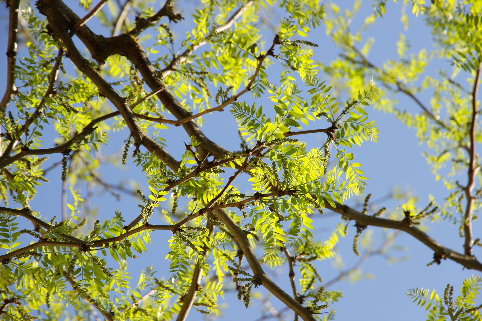 Canon EOS 7D sample photo. Tree, leaf, nature photography
